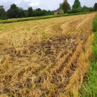 5هزار-مترزمین-کشاورزی-شهرک-صنعتی-صومعه-سرا