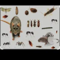 سمپاشی.صدردصدتضمینی سم پاشی سوسک وساس و...|خدمات نظافت|تهران, آذری|دیوار