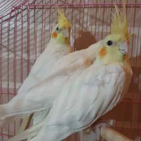 پرنده طوطی عروس هلندی|پرنده|قزوین, |دیوار