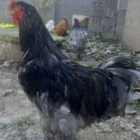 تخم مرغ برهما|حیوانات مزرعه|رشت, بیجارپس|دیوار