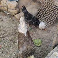 یک جفت مرغ و خروس سلطان