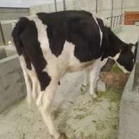 گاو گوساله نوبر شیری جنس خالص ۱۱۵ ملیون|حیوانات مزرعه|شیراز, بید زرد|دیوار