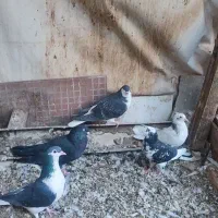 کبوتر خونگی