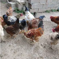 خروس محلی موجوده کسی خواست در خدمتم