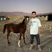 اسب دره‌شور