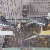 2 جفت عروس هلندی