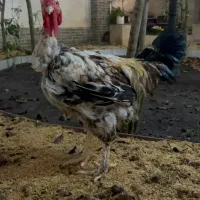 خروس گردن لختی سالم