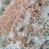 نهال گردو و انگور و بید مجنون|خدمات باغبانی و درختکاری|نوشین شهر, |دیوار