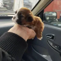 سگ بامزه شناسنامه دار