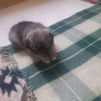 پامر خرسی بامزه
