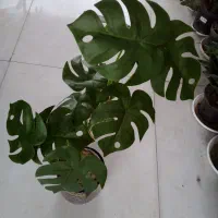 انواع گل های  طبیعی و مصنوعی  در گلکده فلورا|گل و گیاه طبیعی|مهاجران, |دیوار