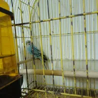 معاوضه یا فروش|پرنده|رشت, کوی فکوری|دیوار