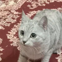 گربه خانگی|گربه|خوی, |دیوار