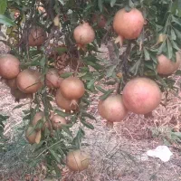 انار ارگانیک فوق العاده خوش مزه