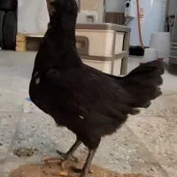 مرغ و خروس گلین|حیوانات مزرعه|قلعه نو, |دیوار