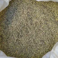 عدس محلی زودپز