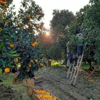 نیروی کار برای میوه چینی هستیم