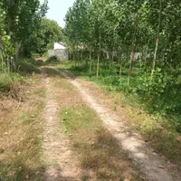 فروش زمین داخل طرح هادی با درخت صنوبر جاده کیاشهر|فروش زمین و ملک کلنگی|آستانه اشرفیه, |دیوار