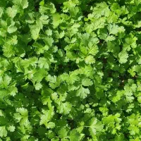 پاک کردن سبزی و خورد کردن و سرخ کردن