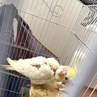 عروس هلندی تازه به دنیا اومده|پرنده|خلخال, |دیوار