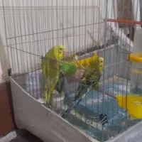 مرغ عشق|پرنده|الوند, |دیوار