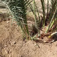 پاجوش نخل|گل و گیاه طبیعی|خورموج, |دیوار