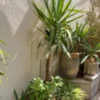 گلدان باگل یوکا