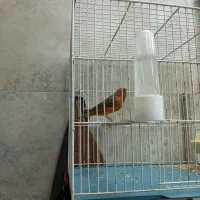 قناری دارچین سوخته