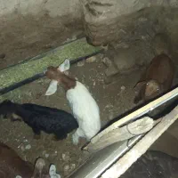 7بزو5بزغاله|حیوانات مزرعه|دهگلان, |دیوار