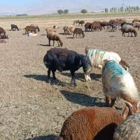 یک عدد قوچ قره قزل صل به فروش میرسد|حیوانات مزرعه|زرین دشت (همدان), |دیوار