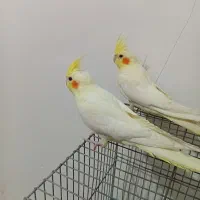 جفت عروس هلندی