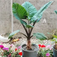 فروش گل