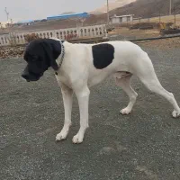 پوینتر انگلیسی