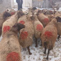 ۲۲راس گوسفند میش بره وابستن جوان داشتی مهربانی|حیوانات مزرعه|خرم‌آباد, |دیوار