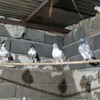 تعداد ۱۵ عدد کفتر