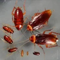 سم پاشی و نظافت سوسک وپشه وساس بامهر فاکتو|خدمات نظافت|تهران, تجریش|دیوار