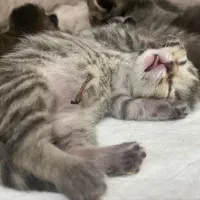 گربه کوچولو