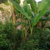 نهال درخت موز و انجیر ( گلابی)|گل و گیاه طبیعی|یزد, |دیوار