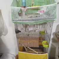 عروس هلندی|پرنده|مشهد, تلگرد|دیوار