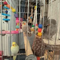 عروس هلندی اهلی