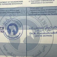 گربه پرشین|گربه|تبریز, |دیوار