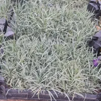 فروش عمده و تکی|گل و گیاه طبیعی|محلات, |دیوار