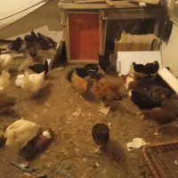 جوجه 3ماهه|حیوانات مزرعه|تربت‌حیدریه, کوی شهید احمدزاده ملکی|دیوار