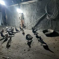 کفتر بوم کفتر پرشی ضد و خوردی قلدر