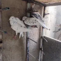 کفتر سرور|پرنده|شیراز, قلات|دیوار