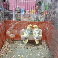 طوطی برزیلی پابلو و فیشر طلایی