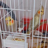 یک جفت عروس هلندی با۳ا جوجه دونخور