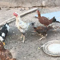 مرغ خروس وجوجه لاری چهارده عدد|حیوانات مزرعه|تربت جام, کلالی|دیوار
