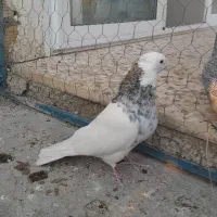 نر طوقی|پرنده|خمینی‌شهر, |دیوار