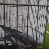 عروس هلندی|پرنده|اسلام‌شهر, شهرک مهدیه|دیوار